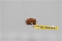 藏品(黑點皺蟹)的圖片